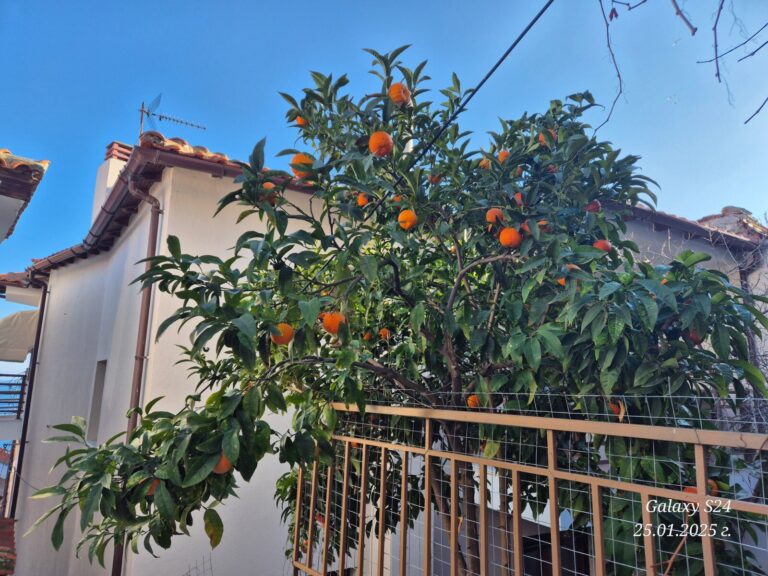 Kavala 2026 S3qoue36k5 768x576